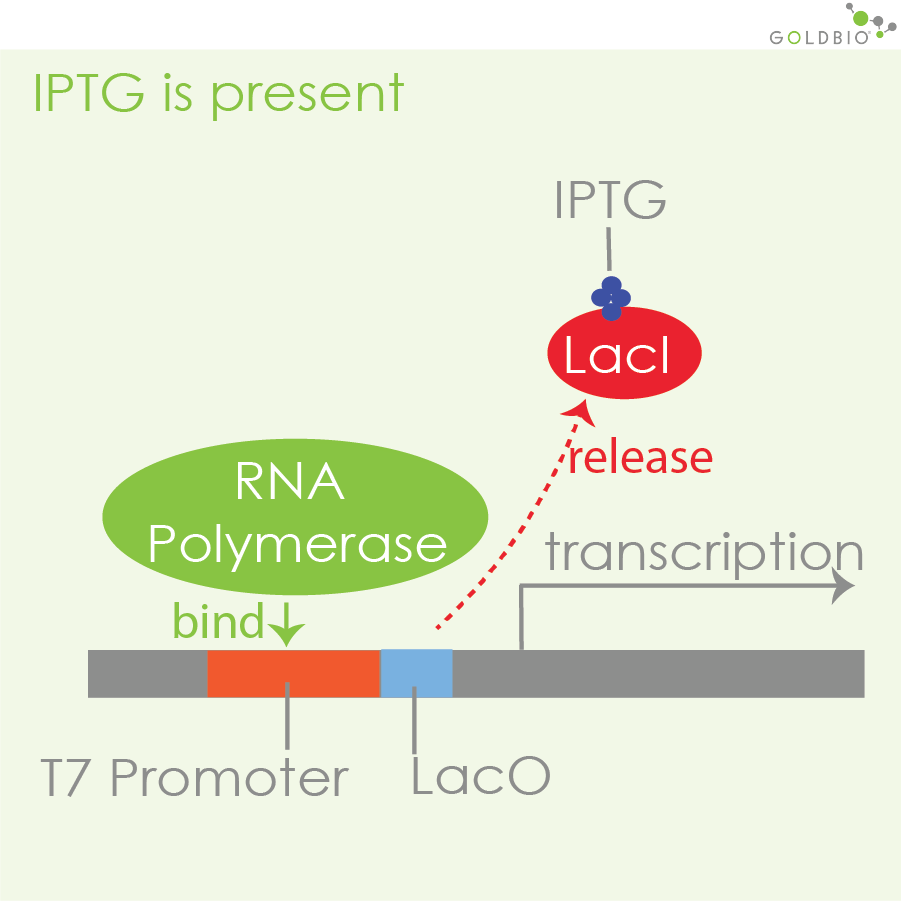 How Does IPTG Induction Work? GoldBio